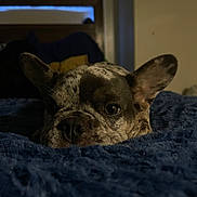 Max is registered to the contest to win money with this photo: dog, resting, blanket, blue, closeup, pet, sleepy, indoor, cozy, fur, ears, nose, bedroom, animal, calm, portrait, cute, muzzle, relaxed, domestic