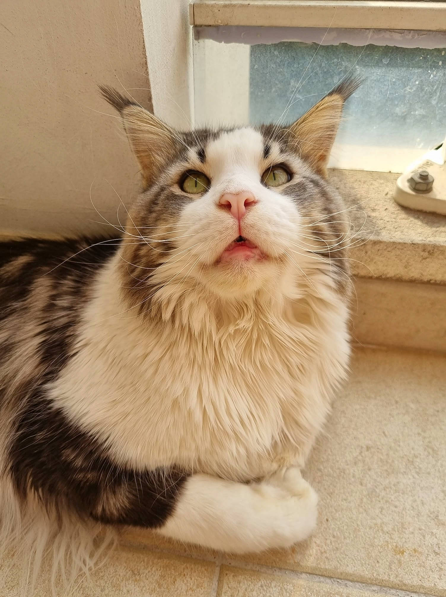 Alfa participe au concours pour gagner de l'argent avec cette photo : box, carnivore, cat, claw, comfort, domestic_short_haired_cat, eye, fawn, felidae, fur, maine_coon, paw, sitting, small_to_medium_sized_cats, snout, tail, terrestrial_animal, whiskers, window