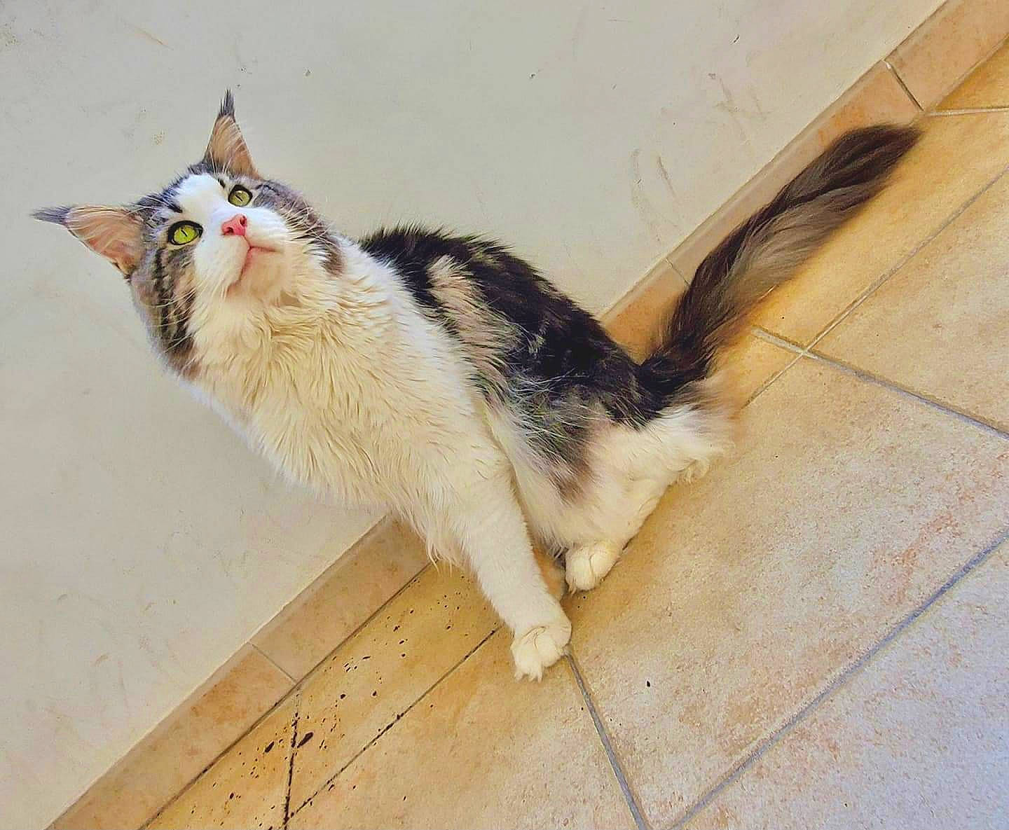 Alfa participe au concours pour gagner de l'argent avec cette photo : carnivore, cat, claw, domestic_short_haired_cat, fawn, felidae, floor, flooring, foot, fur, hardwood, human_leg, paw, small_to_medium_sized_cats, snout, tail, terrestrial_animal, toe, whiskers, wood