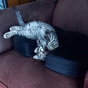 Fripouille participe au concours pour gagner de l'argent avec cette photo : cat, kitten, tabby, couch, indoor, pet, furniture, black_cushion, brown_couch, playful, curious, paw, fur, whiskers, animal, cute, relaxed, domestic_cat, young_cat, upside_down