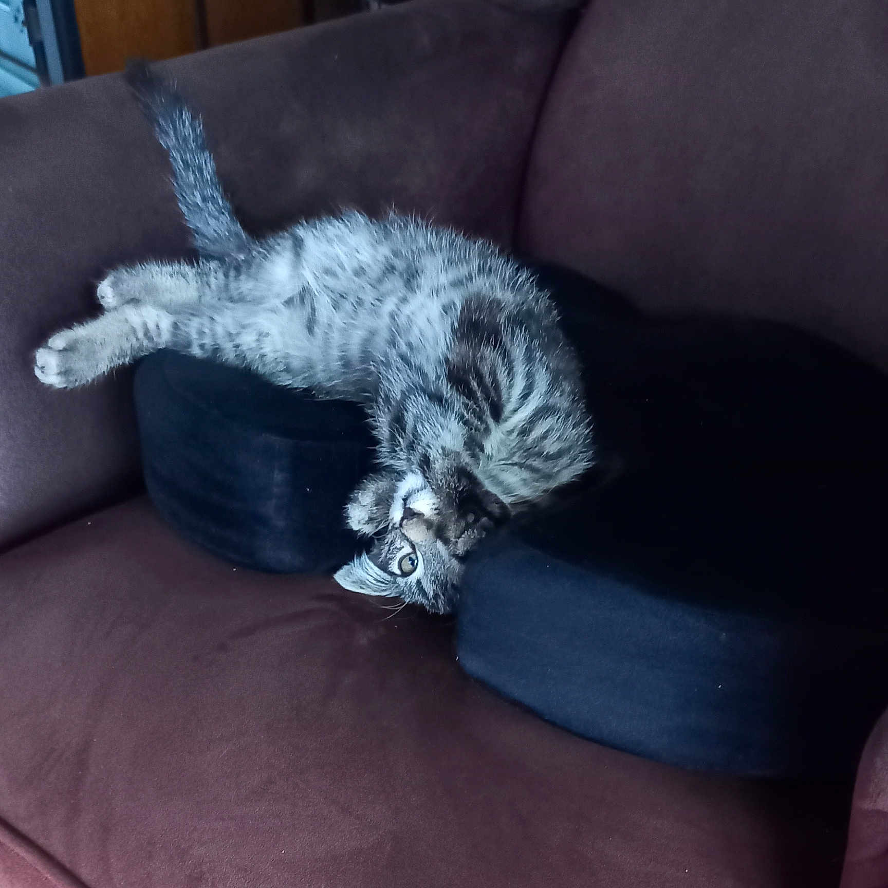 Fripouille participe au concours pour gagner de l'argent avec cette photo : animal, black_cushion, brown_couch, cat, couch, curious, cute, domestic_cat, fur, furniture, indoor, kitten, paw, pet, playful, relaxed, tabby, upside_down, whiskers, young_cat