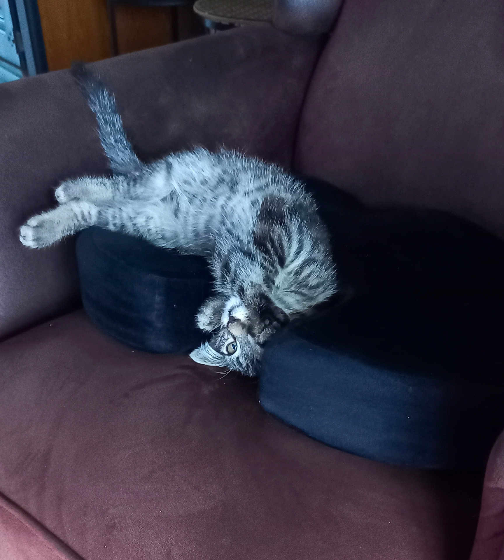 Fripouille participe au concours pour gagner de l'argent avec cette photo : cat, kitten, tabby, couch, indoor, pet, furniture, black_cushion, brown_couch, playful, curious, paw, fur, whiskers, animal, cute, relaxed, domestic_cat, young_cat, upside_down