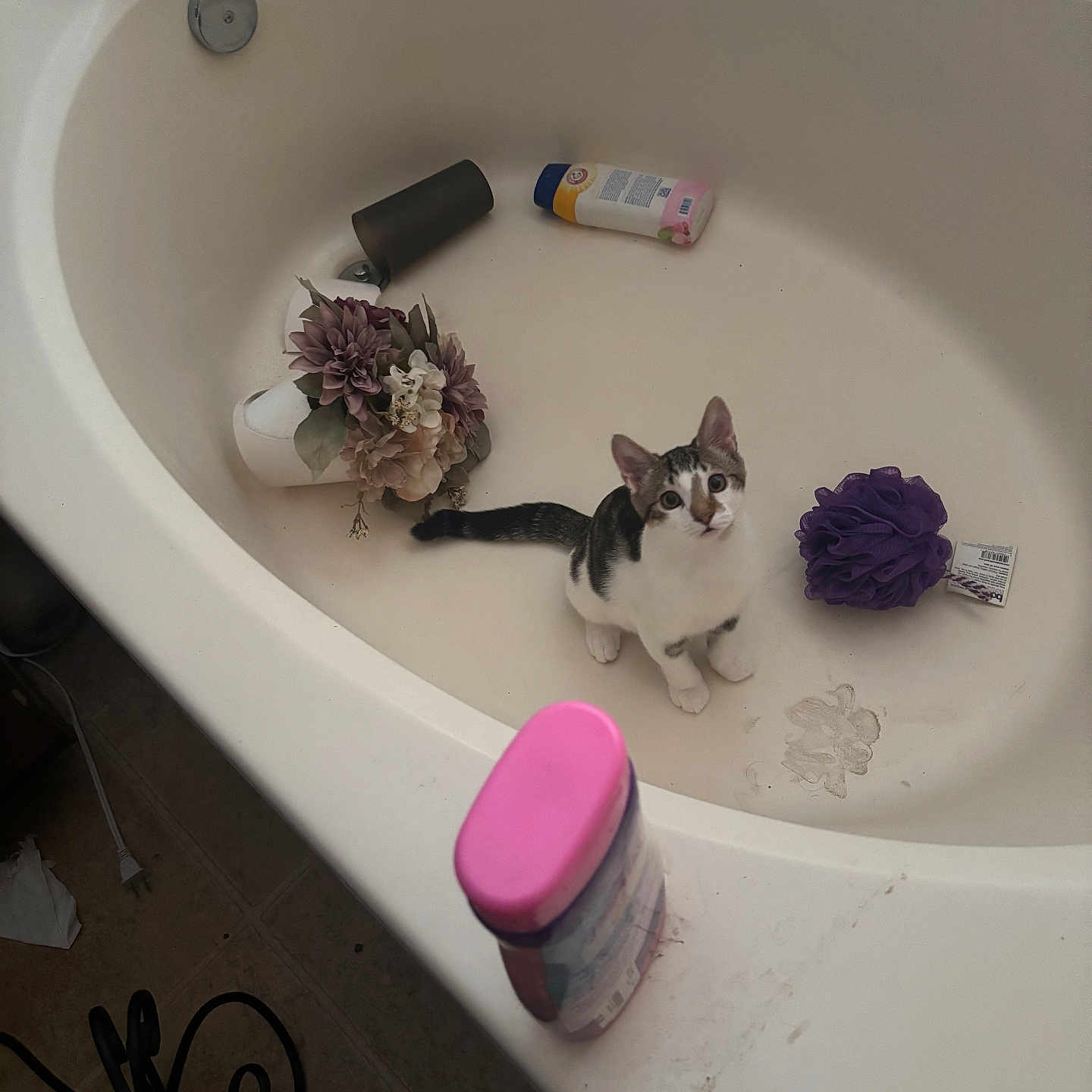 Chiquito Corrales joined the competition — help win amazing prizes! bathroom, bathtub, black_and_white, bottle, cat, cleaning_product, curious, domestic, floor, flowers, indoor, kitten, looking_up, object_scatter, pet, plastic_bottle, purple_loofah, small_pet, tile_floor, white