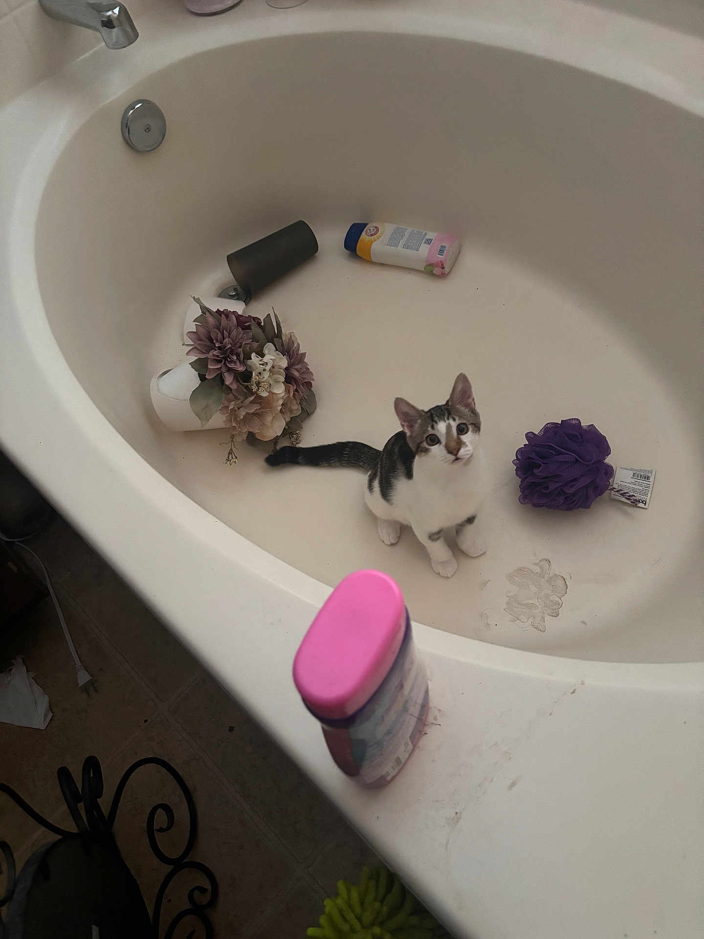 Chiquito Corrales joined the competition — help win amazing prizes! kitten, bathtub, bathroom, flowers, purple_loofah, bottle, floor, curious, pet, indoor, white, black_and_white, cat, cleaning_product, plastic_bottle, tile_floor, small_pet, looking_up, object_scatter, domestic