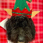 Olive joined the competition — help win amazing prizes! dog, black_dog, elf_hat, holiday_hat, festive, plaid_background, red_plaid, fur, pet, animal, cute, nose, closeup, portrait, indoors, christmas, decoration, costume, soft_texture, holiday