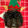 dog, black_dog, elf_hat, holiday_hat, festive, plaid_background, red_plaid, fur, pet, animal, cute, nose, closeup, portrait, indoors, christmas, decoration, costume, soft_texture, holiday