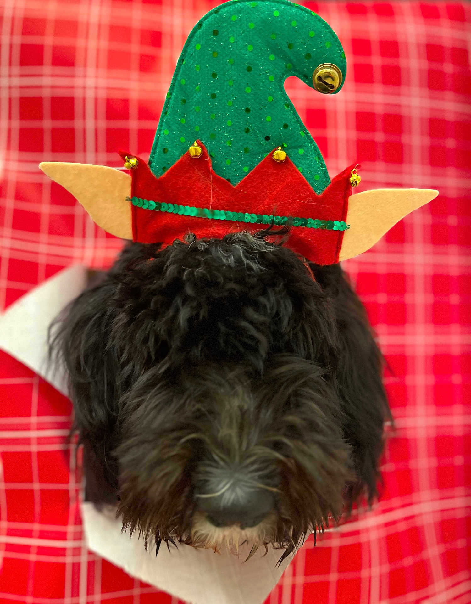 Olive joined the competition — help win amazing prizes! dog, black_dog, elf_hat, holiday_hat, festive, plaid_background, red_plaid, fur, pet, animal, cute, nose, closeup, portrait, indoors, christmas, decoration, costume, soft_texture, holiday