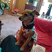 Lala joined the competition — help win amazing prizes! blurred, book, carpet, casual, christmas_tree, couch, dog, dress, flower_vase, furniture, home_decor, indoor, living_room, person_leg, pet, pink_collar, red_couch, strawberry_pattern, television, wood_paneling
