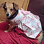 Lala is registered to the contest to win money with this photo: animal, beige_blanket, brown_couch, curious, cute, dog, domestic_animal, dress, ears, fabric, floral_pattern, fur, indoor, looking_at_camera, pet, pink_bow, red_blanket, sitting, small_dog, tail