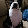 dog, boston_terrier, pet, animal, indoor, couch, furniture, sitting, black_and_white, ears, face, cute, looking, canine, companion, home, domestic, portrait, attention, relaxed