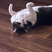 Ozzy is registered to the contest to win money with this photo: animal, black_fur, cat, cute, domestic_cat, feline, floor, flooring, fur, indoor, lying_down, paws, pet, playful, relaxed, resting, tabby, whiskers, white_fur, wooden_floor