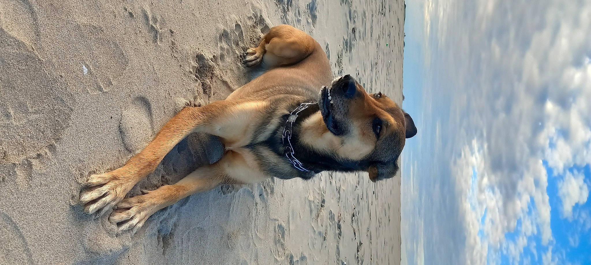 Dixi participe au concours pour gagner de l'argent avec cette photo : beach, canidae, carnivore, cloud, collar, dog, dog_breed, dog_collar, fawn, fur, landscape, paw, sand, sky, snout, sporting_group, terrestrial_animal, water, wildlife, working_animal