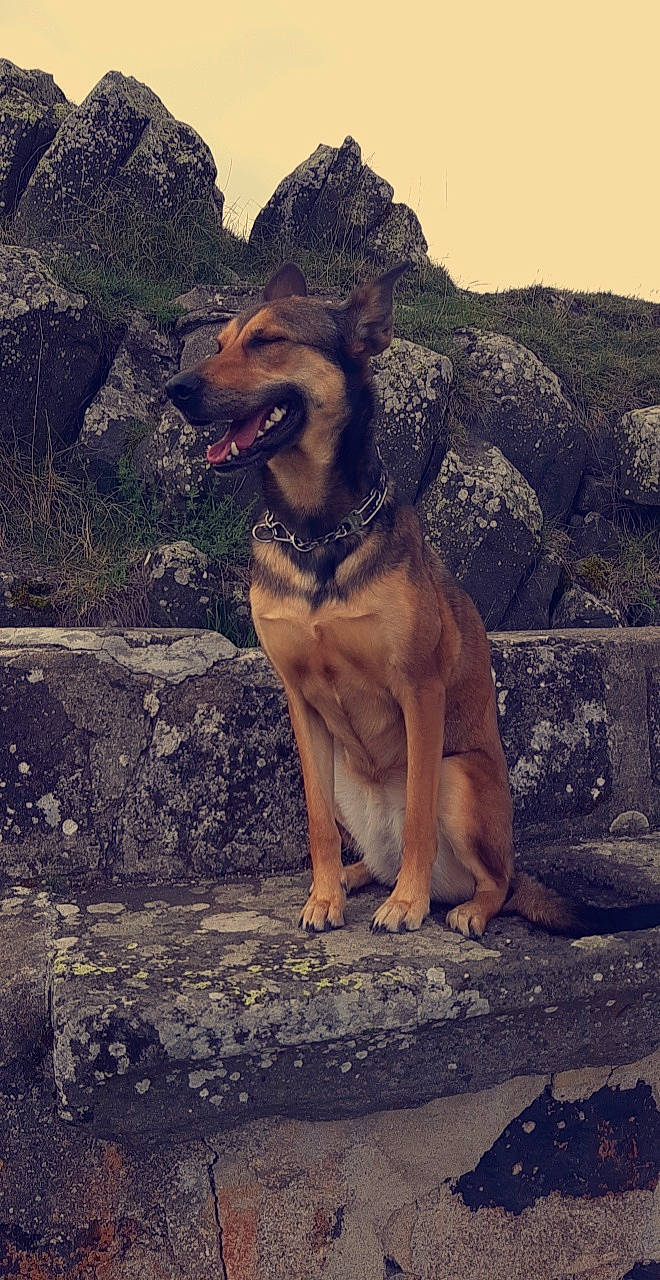 Dixi a rejoint le concours — aidez-le/la à gagner de superbes lots ! adventure, canidae, carnivore, companion_dog, dog, dog_breed, dog_collar, dog_hiking, fawn, guard_dog, happy, herding_dog, landscape, rock, sky, snout, soil, sporting_group, working_animal, working_dog