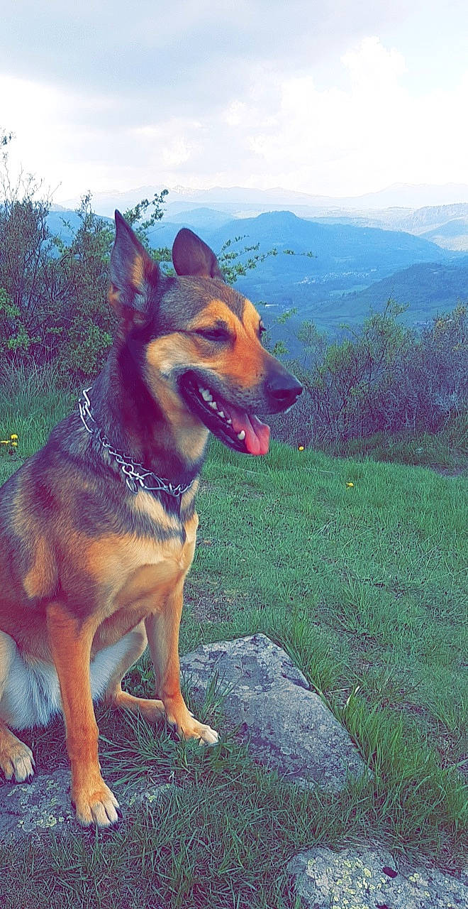 Dixi participe au concours pour gagner de l'argent avec cette photo : carnivore, cloud, collar, companion_dog, dog, dog_breed, east_european_shepherd, fawn, german_shepherd_dog, grass, guard_dog, herding_dog, king_shepherd, landscape, old_german_shepherd_dog, plant, sky, snout, sporting_group, working_animal