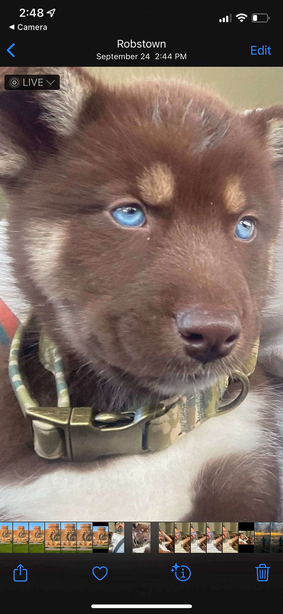 Hero is registered to the contest to win money with this photo: ancient_dog_breeds, canidae, carnivore, collar, companion_dog, dog, dog_breed, dog_collar, ear, fawn, fur, liver, non_sporting_group, pet_supply, snout, sporting_group, terrestrial_animal, whiskers, working_animal