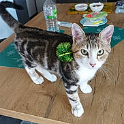Chiffon participe au concours pour gagner de l'argent avec cette photo : cat, tabby, green_eyes, pom_pom, wooden_table, water_bottle, bowl, kitchen, pet, curious, whiskers, indoor, animal, feline, domestic_cat, playful, tabletop, household, closeup, standing