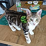 cat, tabby, green_eyes, pom_pom, wooden_table, water_bottle, bowl, kitchen, pet, curious, whiskers, indoor, animal, feline, domestic_cat, playful, tabletop, household, closeup, standing