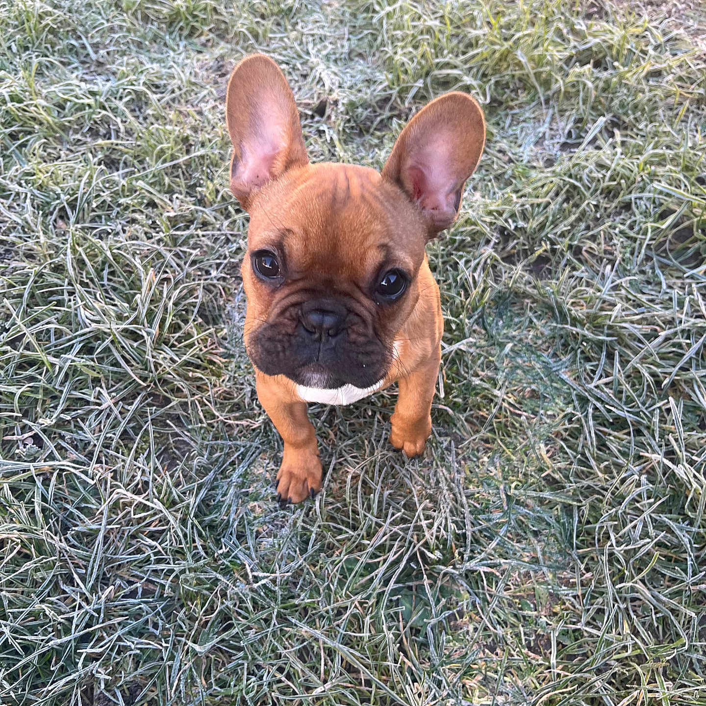 Teddy is registered to the contest to win money with this photo: adorable, animal, brown, canine, cute, dog, ears, french_bulldog, frost, fur, grass, looking_up, mammal, nature, outdoor, pet, puppy, small, snout, young