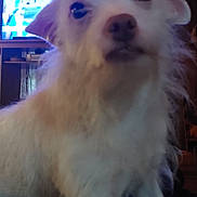 Kodak is registered to the contest to win money with this photo: animal, canine, close_up, companion, cute, dog, domestic, ears, fluffy, fur, furniture, indoor, living_room, paw, pet, portrait, snout, soft_light, television, white_dog