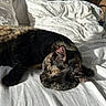 Papaye a rejoint le concours — aidez-le/la à gagner de superbes lots ! cat, tortoiseshell_cat, sleeping, bed, white_bed_sheet, pillow, sunlight, indoors, cozy, resting, feline, pet, fur, whiskers, relaxation, close_up, domestic_animal, quiet, nap, peaceful