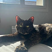 Papaye participe au concours pour gagner de l'argent avec cette photo : cat, tortoiseshell_cat, pet, indoor, sunlight, window, green_eyes, fur, resting, relaxed, animal, mammal, whiskers, portrait, bed, white_surface, shadow, daylight, cute, domestic_cat