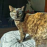 Papaye participe au concours pour gagner de l'argent avec cette photo : cat, tortoiseshell, animal, pet, feline, cushion, indoor, sunlight, shadow, pattern, fur, whiskers, unicorn_toy, plush_toy, bedroom, cozy, domestic, portrait, closeup, resting