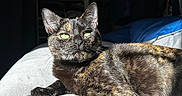 Papaye participe au concours pour gagner de l'argent avec cette photo : cat, tortoiseshell, green_eyes, sunlight, indoor, pet, feline, relaxing, fur, close_up, animal, laying_down, bed, shadow, whiskers, portrait, cute, domestic_animal, resting, cozy