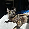 cat, tortoiseshell, green_eyes, sunlight, indoor, pet, feline, relaxing, fur, close_up, animal, laying_down, bed, shadow, whiskers, portrait, cute, domestic_animal, resting, cozy