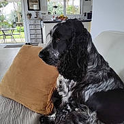 Uky participe au concours pour gagner de l'argent avec cette photo : dog, couch, pillow, indoor, living_room, window, kitchen, furniture, pet, domestic_animal, black_and_white, curly_fur, relaxing, home, modern, garden_view, table, chair, floor, daylight