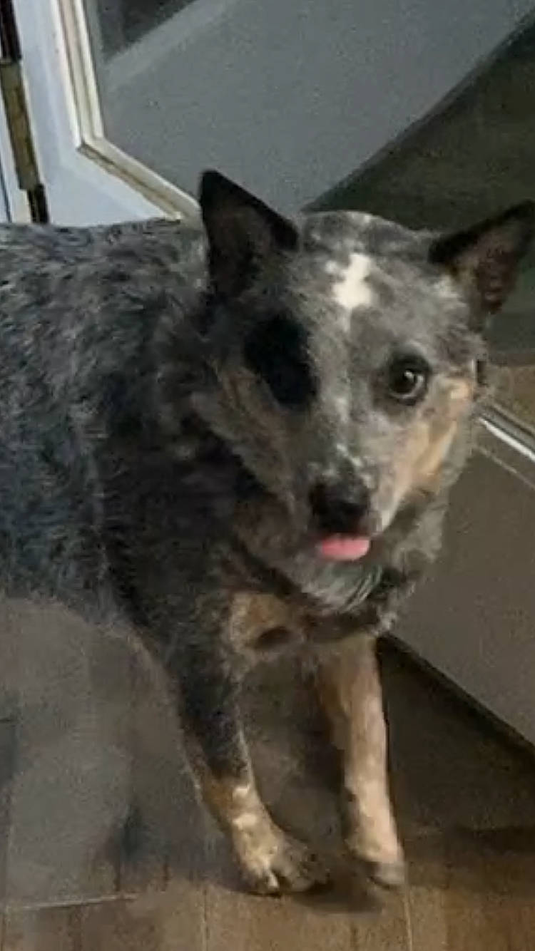 Jewel is registered to the contest to win money with this photo: canidae, carnivore, companion_dog, dog, dog_breed, fur, non_sporting_group, sporting_group, terrestrial_animal, whiskers, working_animal, working_dog