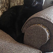 Baby joined the competition — help win amazing prizes! animal, armchair, black_cat, brown, cat, comfortable, cozy, cushion, domestic, ears, eyes, feline, furniture, home, indoor, pattern, pet, relaxing, resting, whiskers