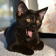 Miles is registered to the contest to win money with this photo: animal, black_cat, cat, close_up, cozy, cute, expression, fur, indoor, kitten, mammal, natural_light, pet, playful, resting, texture, tongue_out, whiskers, yellow_eyes, young_cat