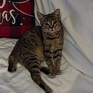 Cleo is registered to the contest to win money with this photo: cat, tabby, pet, animal, feline, indoor, blanket, couch, pillow, plaid, christmas, holiday, resting, cute, fur, whiskers, ears, tail, relaxed, cozy