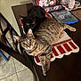 animal, black, black_cat, brown, cat, chair, curious, cute, decorations, floor_tile, furniture, gift_bag, holiday_decor, indoor, pet, resting, striped, tabby_cat, table, table_runner