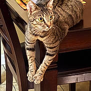 Cleo is registered to the contest to win money with this photo: animal, cat, chair, curious, domestic_cat, floor, fur, furniture, home, indoor, notebook, paws, pet, relaxed, stretching, tabby, table, tile, wood, yellow_eyes