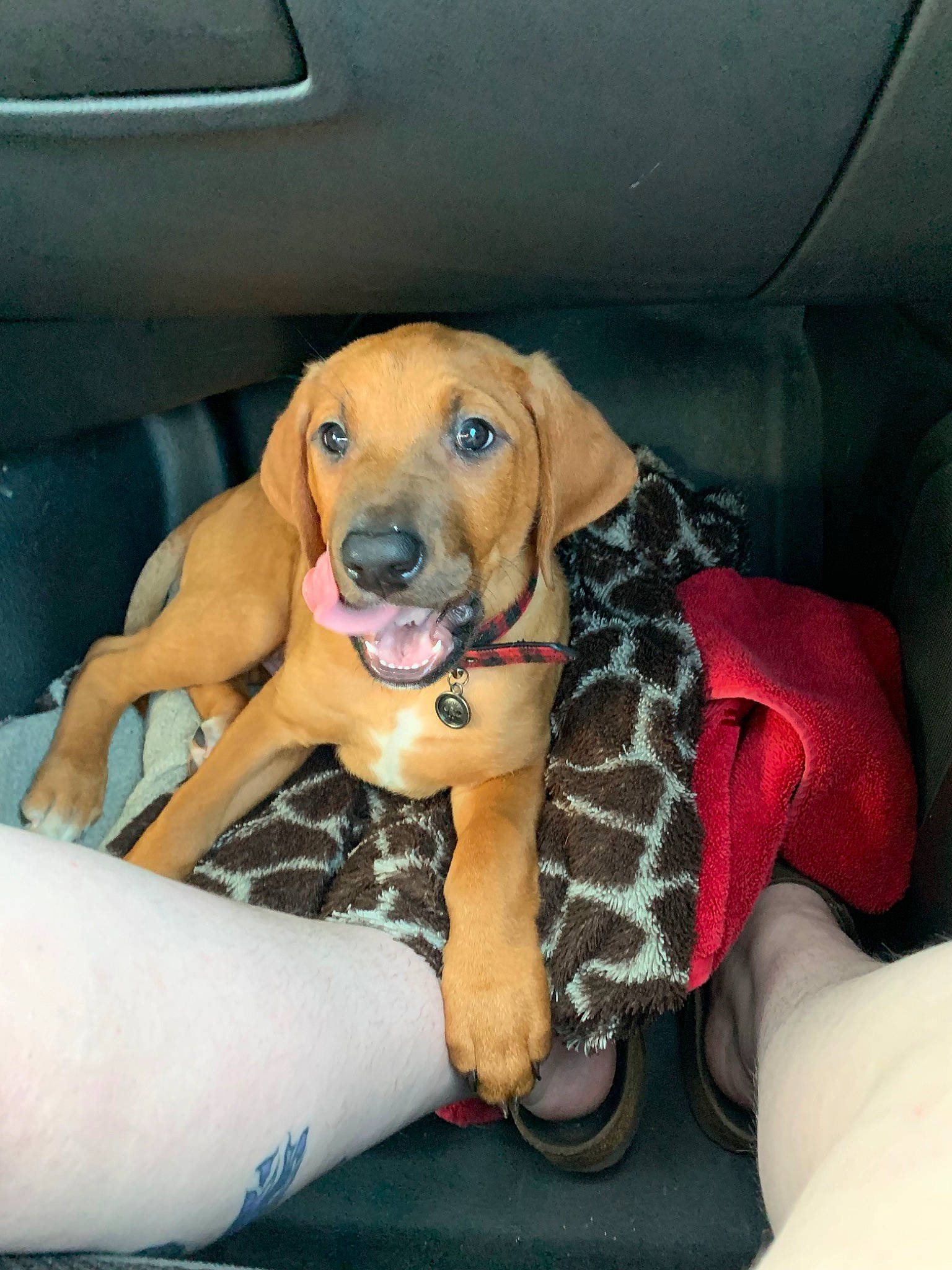 Moose joined the competition — help win amazing prizes! beagador, black_mouth_cur, broholmer, canidae, carnivore, coonhound, dog, dog_breed, fawn, mammal, puppy, rare_breed_dog, redbone_coonhound, rhodesian_ridgeback, snout, sporting_group, vertebrate, vizsla