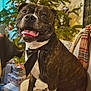 Saïko participe au concours pour gagner de l'argent avec cette photo : dog, staffordshire_bull_terrier, bow_tie, chair, christmas_tree, ornaments, lights, presents, holiday, festive, indoor, smiling, pet, happy, decorations, celebration, furniture, animal, tongue_out, cute