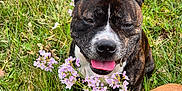 Saïko a rejoint le concours — aidez-le/la à gagner de superbes lots ! dog, brindle, brown_dog, flowers, grass, field, outdoor, pet, canine, nature, tongue_out, collar, playful, spring, flora, animal, two_dogs, greenery, happy, close_up
