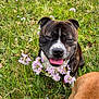 dog, brindle, brown_dog, flowers, grass, field, outdoor, pet, canine, nature, tongue_out, collar, playful, spring, flora, animal, two_dogs, greenery, happy, close_up