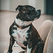 Saïko participe au concours pour gagner de l'argent avec cette photo : dog, brindle, pet, chair, indoor, collar, tag, sitting, curious, animal, brown, white, short_hair, floor, furniture, domestic_animal, looking_away, cute, portrait, canine