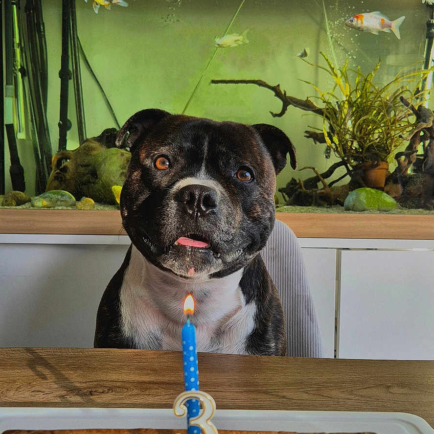 Saïko a rejoint le concours — aidez-le/la à gagner de superbes lots ! aquarium, birthday_candle, black, brown, cake, celebration, chair, dog, fish, glass, happy, indoor, light, number_3, pet, plant, table, tongue_out, water, white