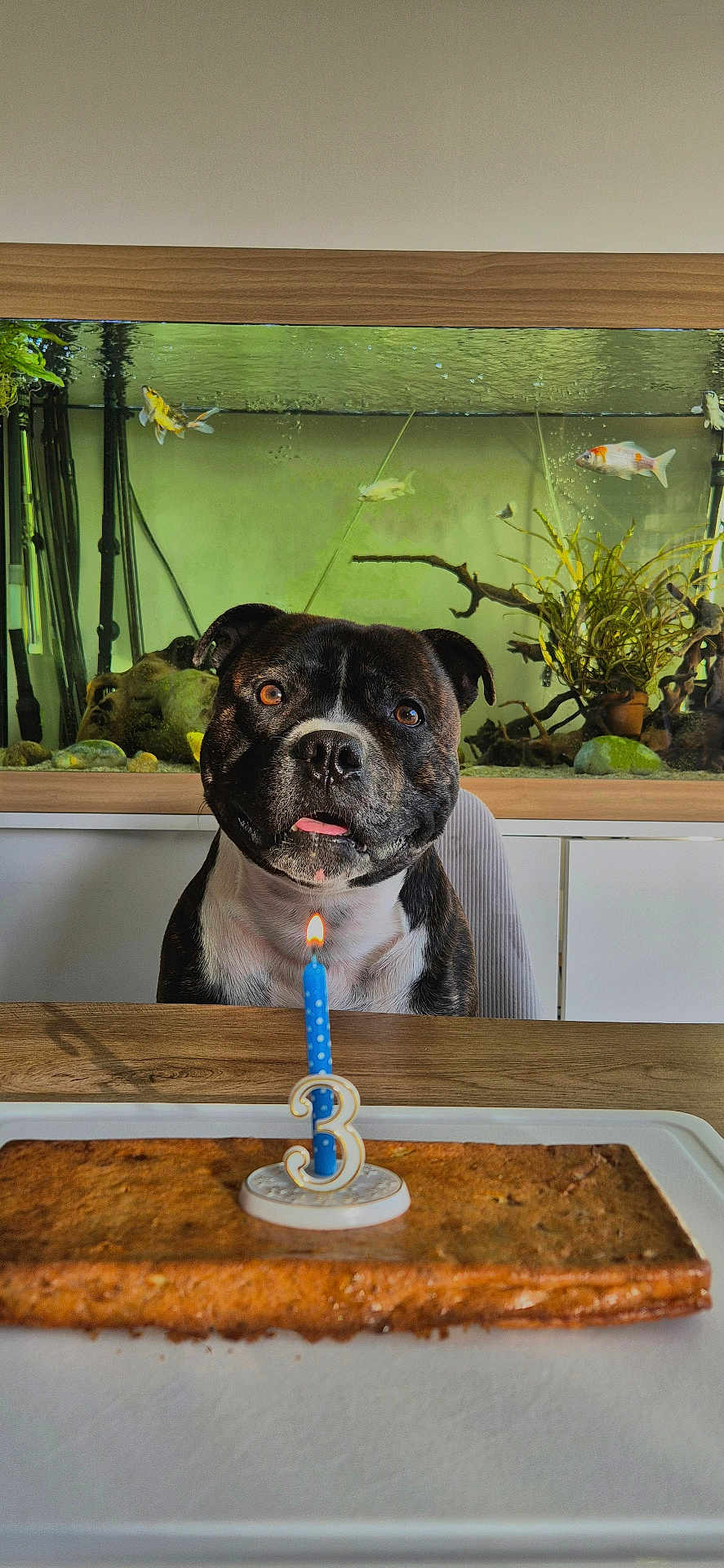 Saïko a rejoint le concours — aidez-le/la à gagner de superbes lots ! dog, cake, birthday_candle, number_3, aquarium, fish, table, chair, plant, indoor, celebration, pet, brown, white, black, happy, tongue_out, water, glass, light