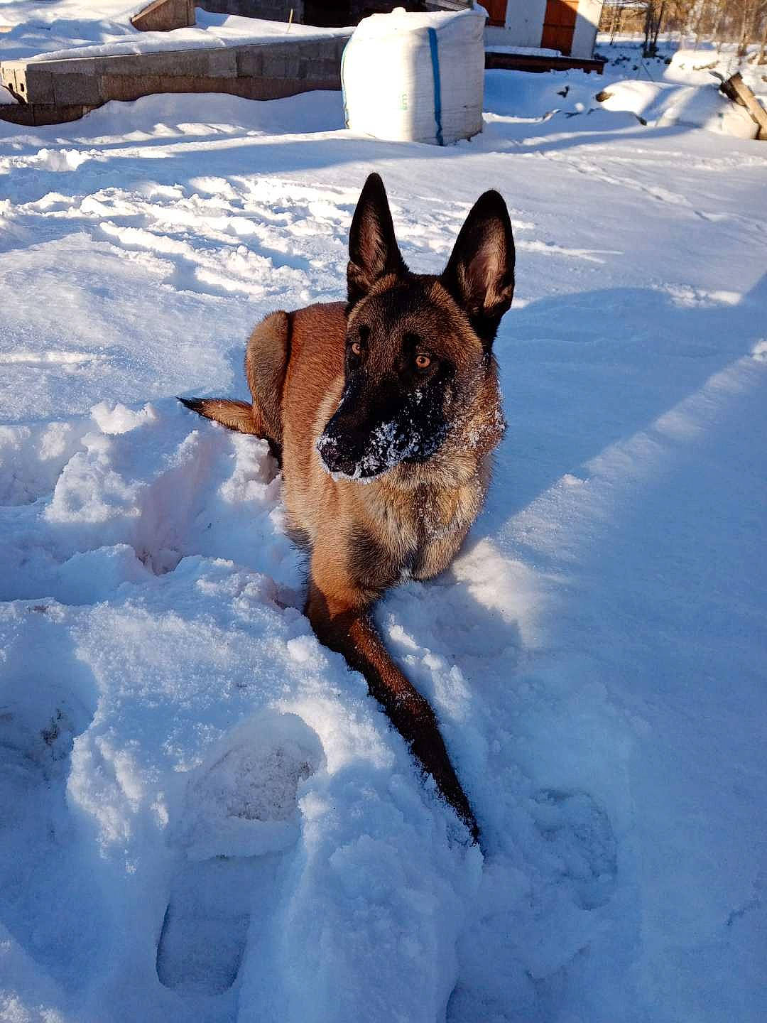 Leïko participe au concours pour gagner de l'argent avec cette photo : canidae, canis, carnivore, dog, dog_breed, fawn, freezing, german_shepherd_dog, herding_dog, ice, king_shepherd, liver, old_german_shepherd_dog, police_dog, precipitation, snout, snow, sporting_group, winter, working_dog