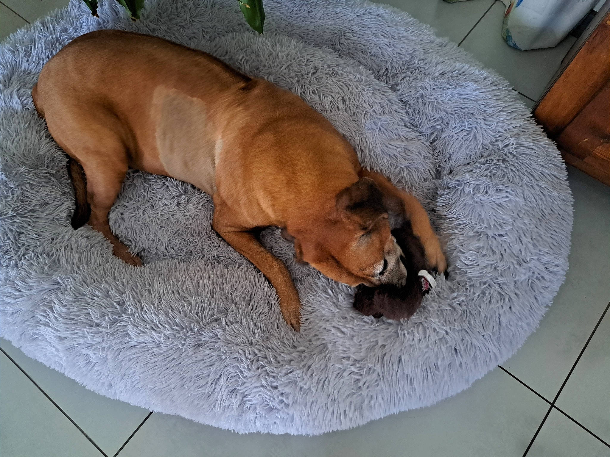 Marah participe au concours pour gagner de l'argent avec cette photo : bulldog, canidae, carnivore, comfort, companion_dog, dog, dog_bed, dog_breed, dog_supply, fawn, flooring, hardwood, liver, non_sporting_group, pet_supply, sporting_group, tail, terrestrial_animal, wood, working_animal