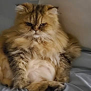 Cuki is registered to the contest to win money with this photo: cat, fluffy, grumpy, sitting, bed, blue_sheet, feline, fur, indoor, pet, animal, closeup, portrait, whiskers, ears, paws, relaxed, domestic_cat, cute, expression