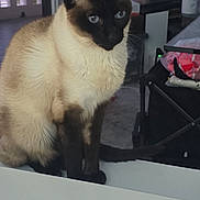 Leila is registered to the contest to win money with this photo: cat, siamese_cat, blue_eyes, indoor, pet, animal, feline, sitting, table, fur, whiskers, ears, face, tail, household, container, storage, floor, window, curtain