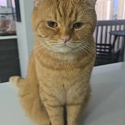 Estiben is registered to the contest to win money with this photo: cat, ginger_cat, tabby, pet, indoor, animal, feline, whiskers, ears, face, eyes, tail, fur, domestic_cat, sitting, table, balcony, window, urban, background