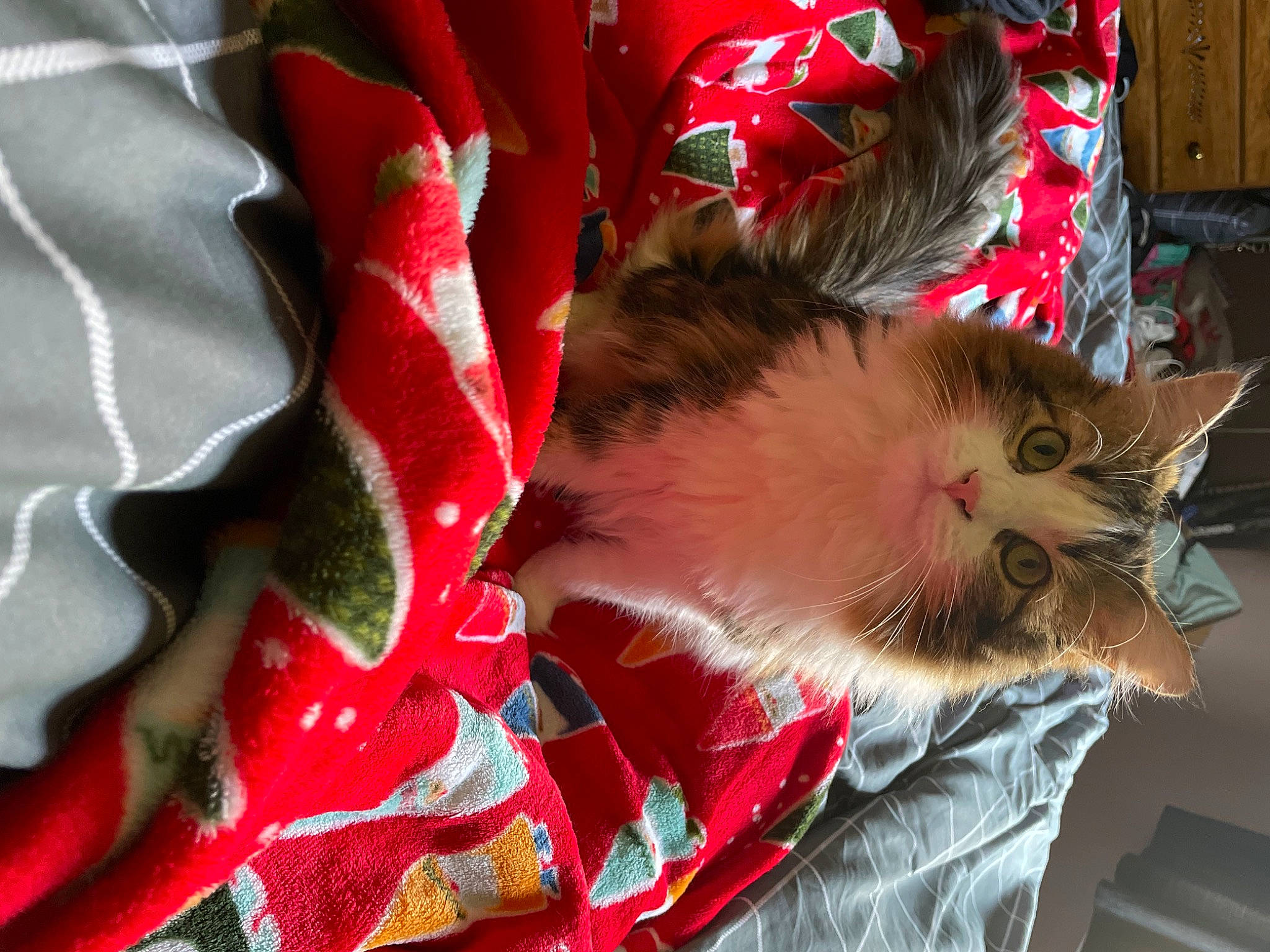 Moose joined the competition — help win amazing prizes! carmine, carnivore, cat, christmas, claw, comfort, domestic_short_haired_cat, event, fawn, felidae, fur, holiday, lap, plant, small_to_medium_sized_cats, snout, tail, whiskers