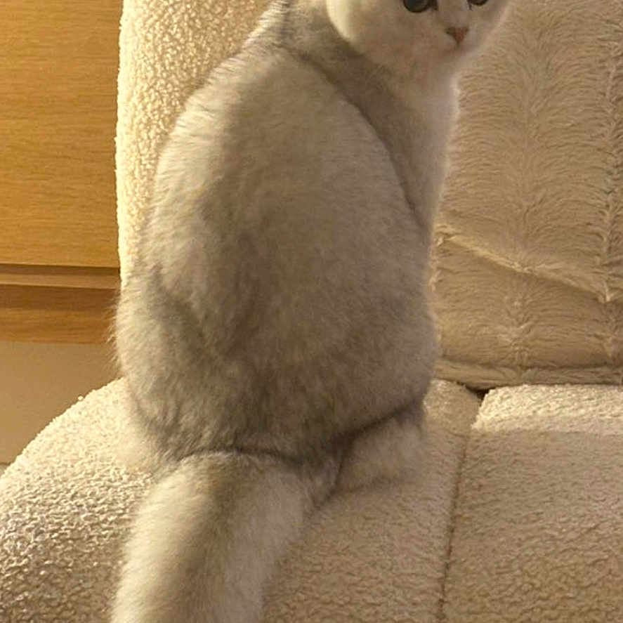Yummy The British participe au concours pour gagner de l'argent avec cette photo : cat, feline, animal, pet, white_cat, fluffy_tail, chair, furniture, indoor, cozy, texture, curious, looking_back, home, snapshot, phone_screen, gallery, digital_photo, soft_light, domestic