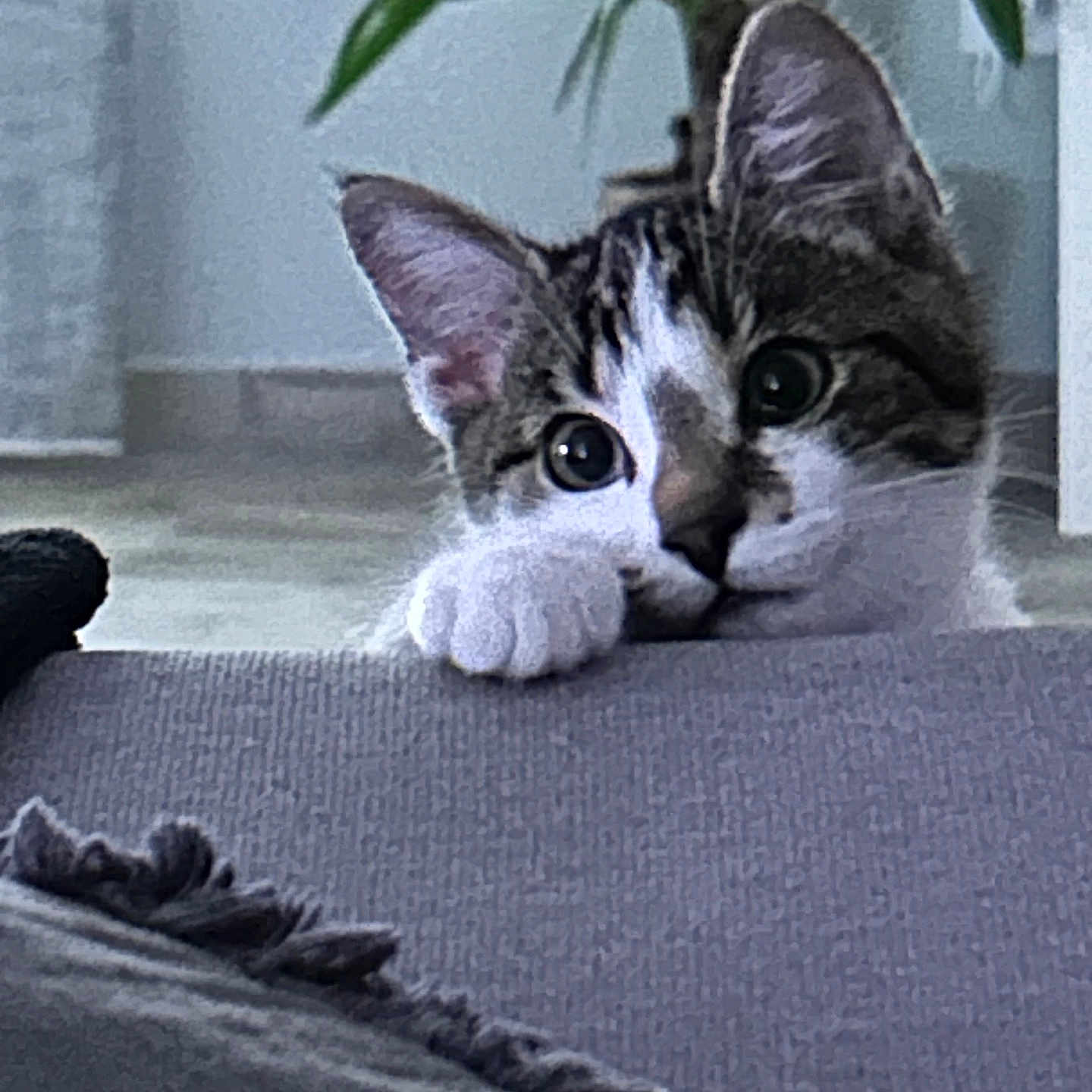 Hyori participe au concours pour gagner de l'argent avec cette photo : animal, cat, closeup, couch, cozy, curious, cute, domestic, ears, floor, furniture, home, indoor, paw, peeking, pet, plant, relaxed, tabby, whiskers